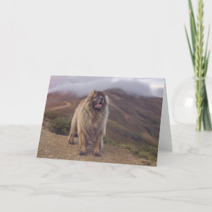 mountain Leonberger Card