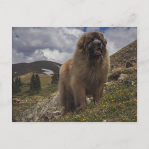 Mountain Leonberger Postcard