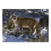 Mountain Lion (Front Horizontal)