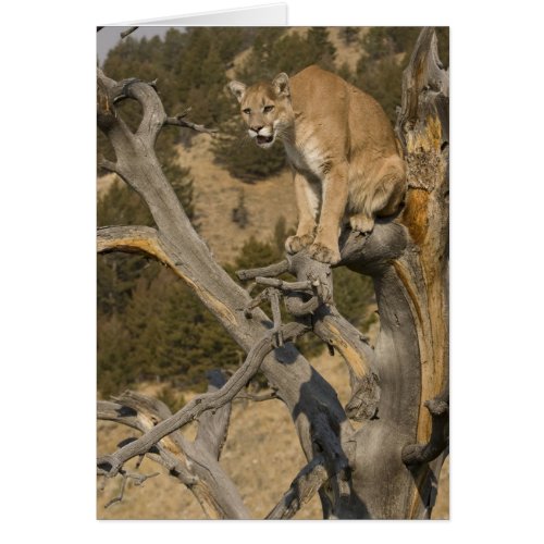 Mountain Lion aka puma cougar Puma concolor 2