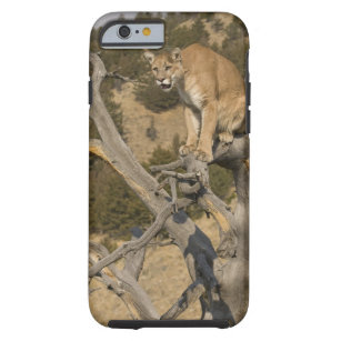 Mountain Lion, aka puma, cougar; Puma concolor, 2 Tough iPhone 6 Case