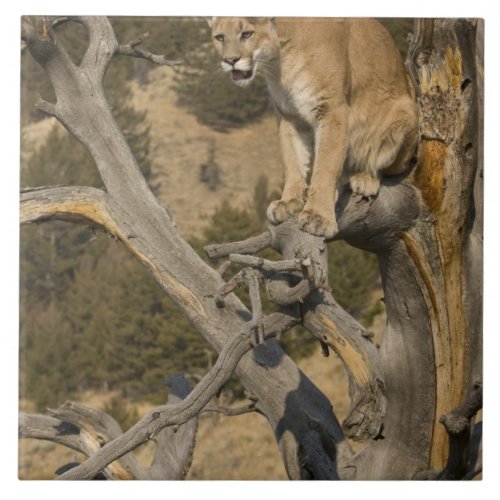 Mountain Lion aka puma cougar Puma concolor 2 Ceramic Tile