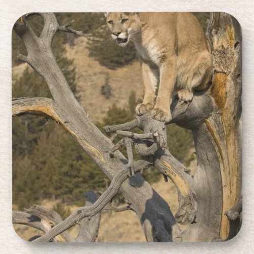 Mountain Lion aka puma cougar Puma concolor 2 Coaster