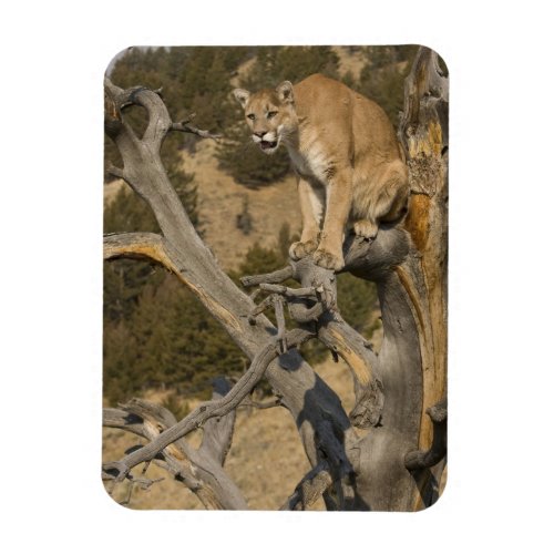 Mountain Lion aka puma cougar Puma concolor 2 Magnet