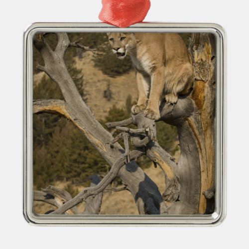 Mountain Lion aka puma cougar Puma concolor 2 Metal Ornament