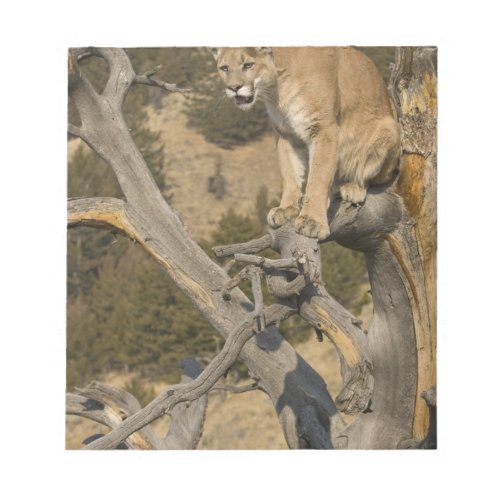 Mountain Lion aka puma cougar Puma concolor 2 Notepad