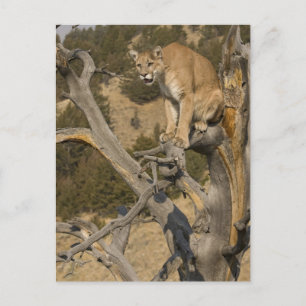 Mountain Lion, aka puma, cougar; Puma concolor, 2 Postcard