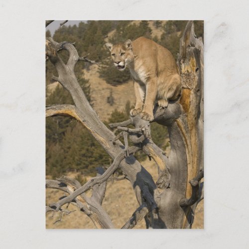 Mountain Lion aka puma cougar Puma concolor 2 Postcard