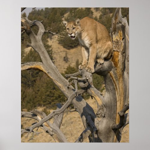 Mountain Lion aka puma cougar Puma concolor 2 Poster