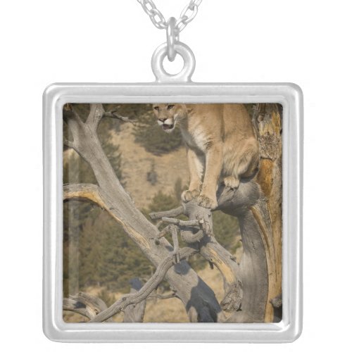 Mountain Lion aka puma cougar Puma concolor 2 Silver Plated Necklace