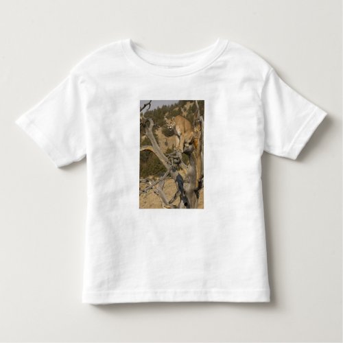 Mountain Lion aka puma cougar Puma concolor 2 Toddler T_shirt