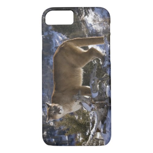 Mountain Lion aka puma cougar Puma concolor iPhone 87 Case