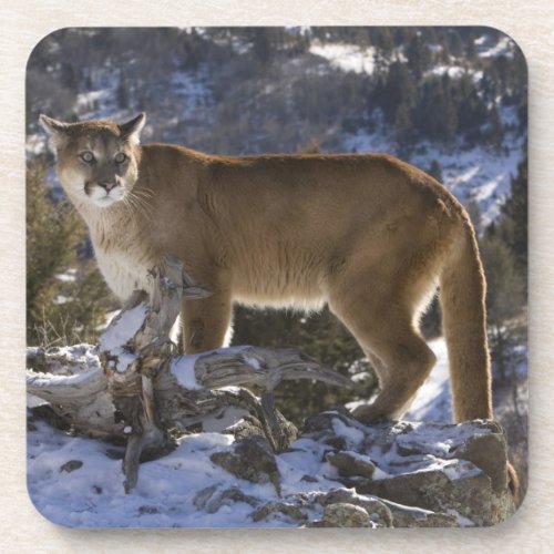 Mountain Lion aka puma cougar Puma concolor Coaster