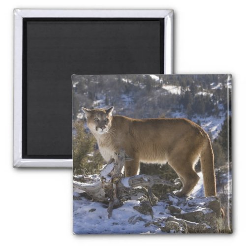 Mountain Lion aka puma cougar Puma concolor Magnet