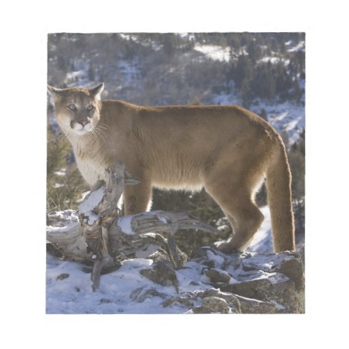 Mountain Lion aka puma cougar Puma concolor Notepad