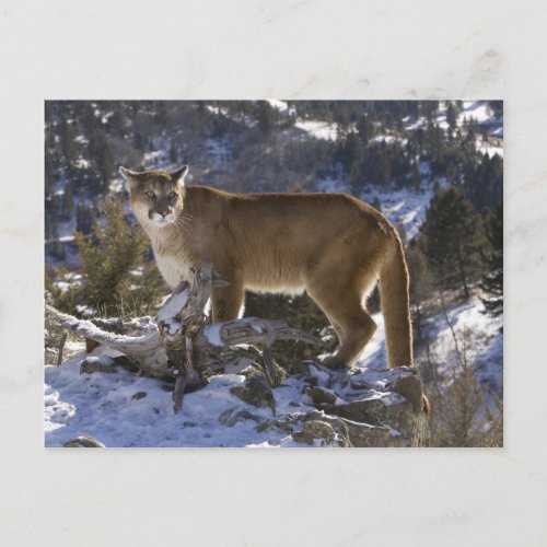 Mountain Lion aka puma cougar Puma concolor Postcard