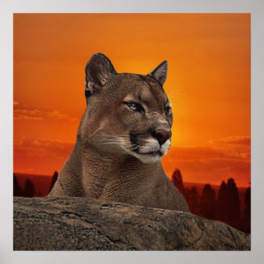 Mountain lion at sunset poster | Zazzle.com