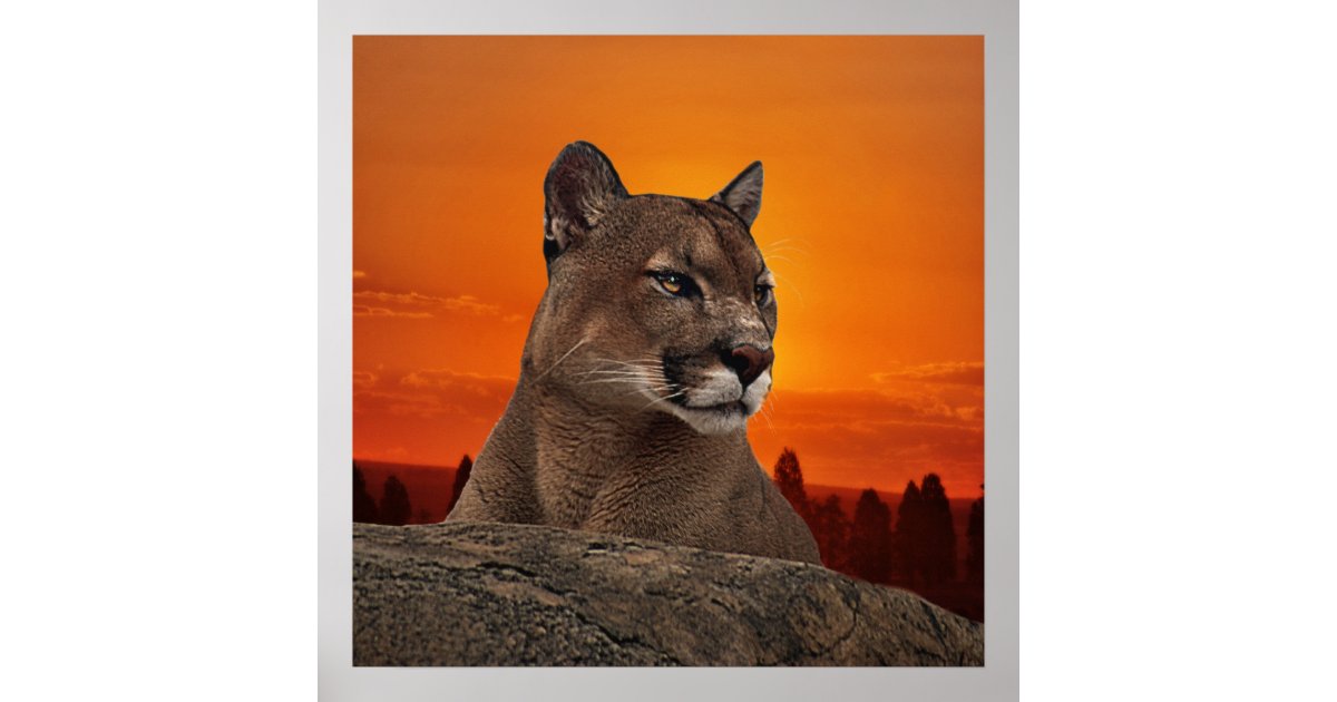 Mountain lion at sunset poster | Zazzle