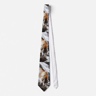 Mountain lion at the waterfall tie