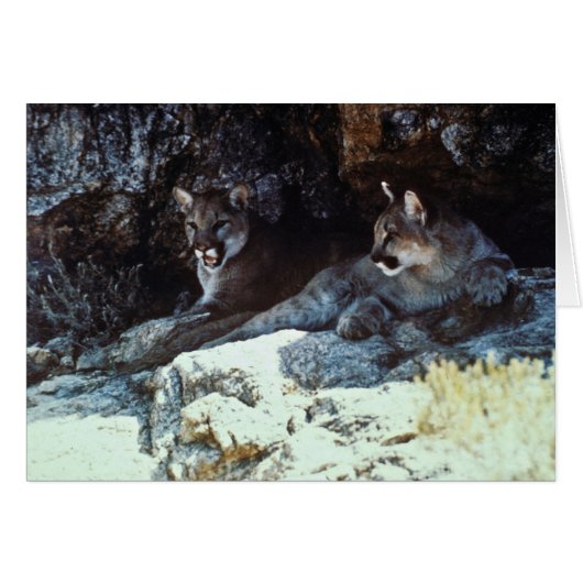Mountain Lion Cards (Front Horizontal)