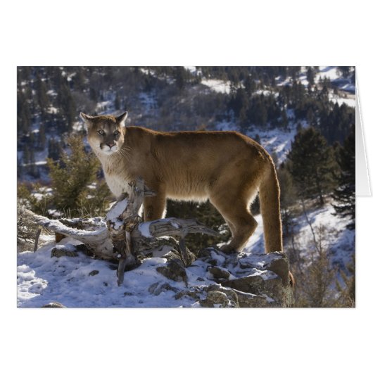 Mountain Lion Cards (Front Horizontal)