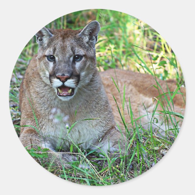 Mountain Lion Complaining Classic Round Sticker (Front)