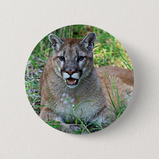 Mountain Lion Complaining Pinback Button (Front)