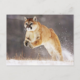 Mountain Lion (Cougar) Postcard