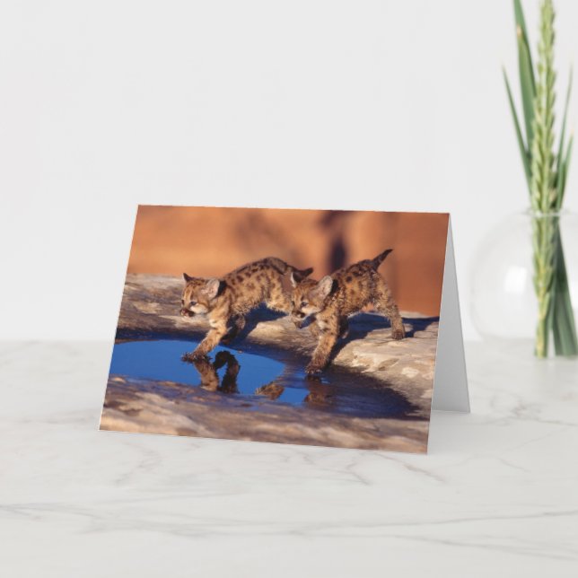 Mountain Lion Cubs Greeting Card (Front)