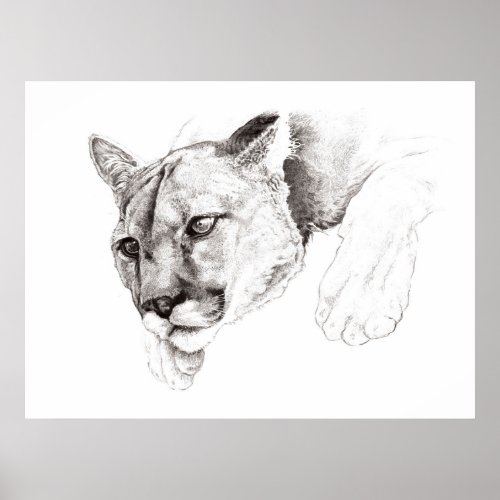Mountain Lion Drawing Poster