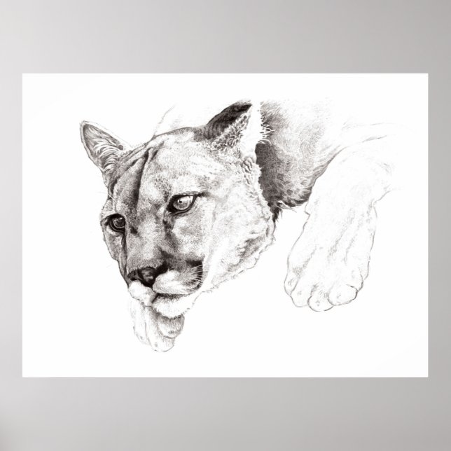 Mountain Lion Drawing Poster (Front)