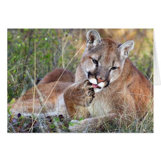 Mountain Lion - Hmmm Cards (Front Horizontal)