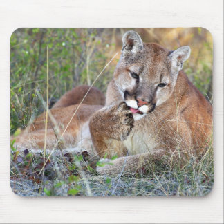 Mountain Lion - Hmmm Mouse Pad
