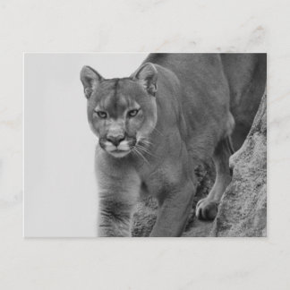 Mountain Lion in Black and white Postcard