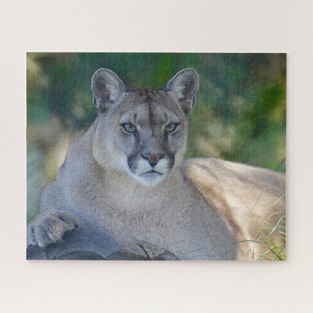Mountain Lion Jigsaw Puzzle (Horizontal)