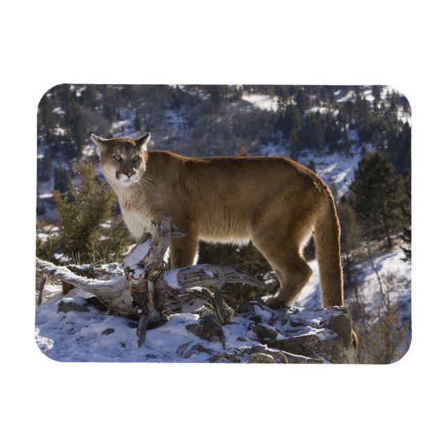 Mountain Lion Magnet (Horizontal)
