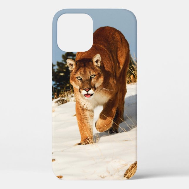 Mountain Lion on snowy hill Case-Mate iPhone Case (Back)