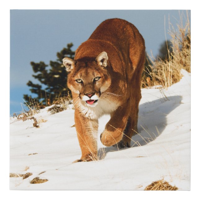 Mountain Lion on snowy hill Faux Canvas Print (Front)