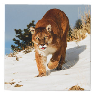Mountain Lion on snowy hill Faux Canvas Print