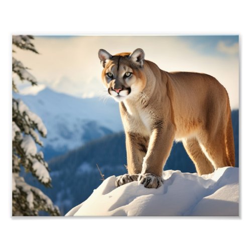 Mountain Lion Photo Print