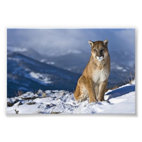 Mountain Lion Photo Print