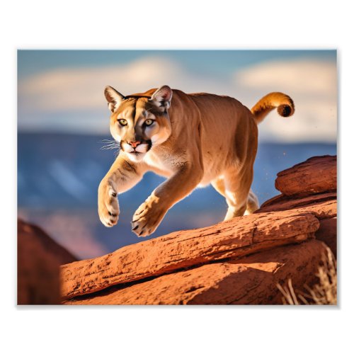 Mountain Lion Photo Print