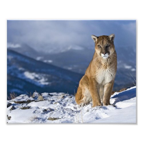 Mountain Lion Photo Print