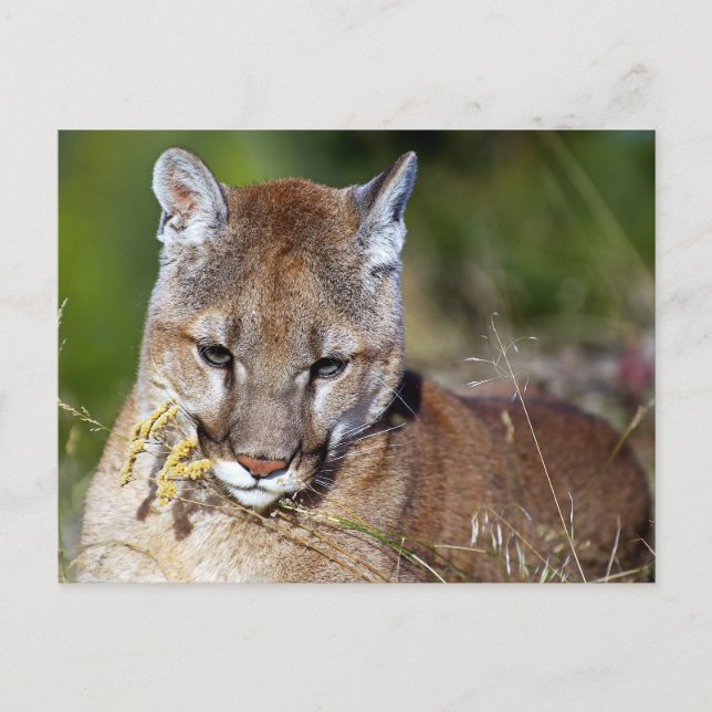 Mountain Lion Playing with the Flowers Postcard (Front)