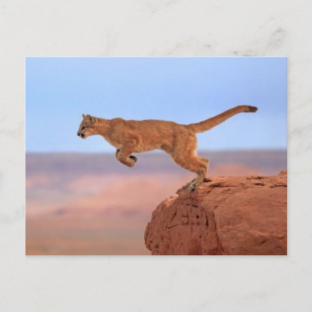 Mountain Lion Postcard