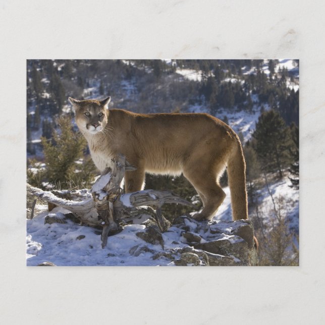 Mountain Lion Postcard (Front)