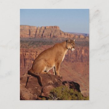 Mountain Lion Postcard by thecoveredbridge at Zazzle
