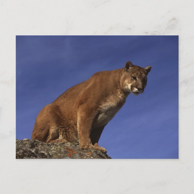 Mountain Lion Postcard (Front)