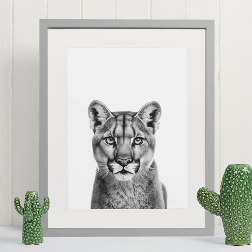 Mountain Lion Puma Big Cat Black White  Poster