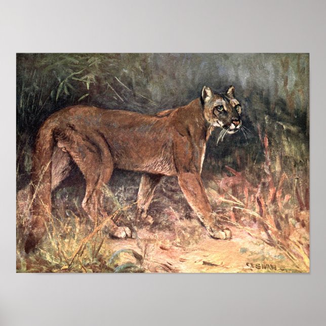 Mountain Lion, Puma or Cougar by CE Swan Poster (Front)